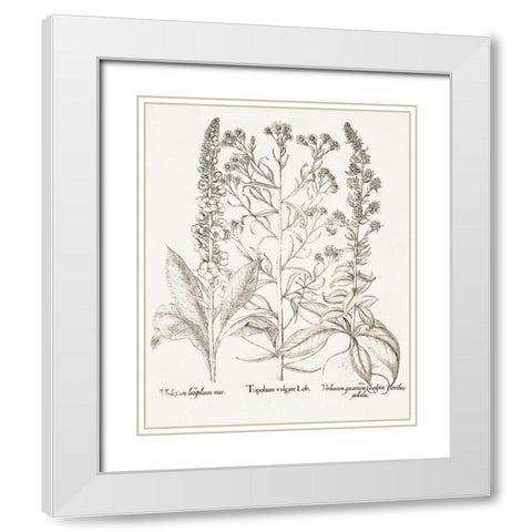 Sepia Besler Botanicals IX White Modern Wood Framed Art Print with Double Matting by Besler, Basilius