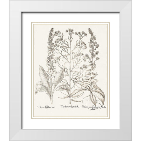 Sepia Besler Botanicals IX White Modern Wood Framed Art Print with Double Matting by Besler, Basilius