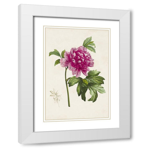 Pretty Pink Botanicals I White Modern Wood Framed Art Print with Double Matting by Unknown