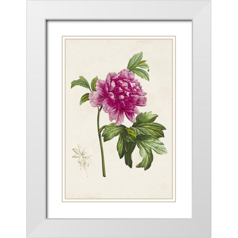 Pretty Pink Botanicals I White Modern Wood Framed Art Print with Double Matting by Unknown