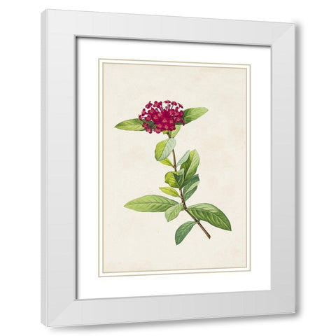 Pretty Pink Botanicals II White Modern Wood Framed Art Print with Double Matting by Unknown