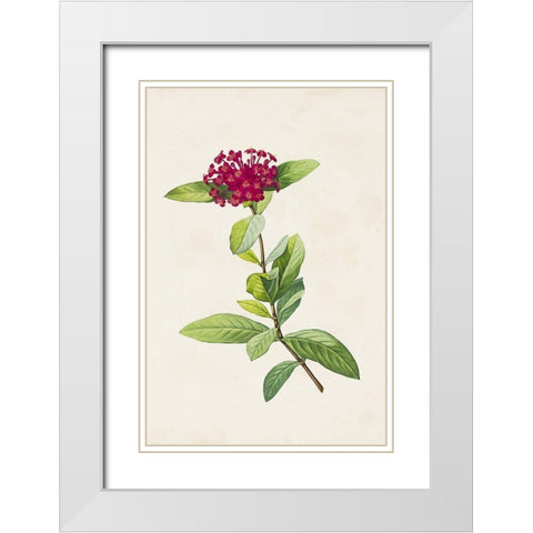 Pretty Pink Botanicals II White Modern Wood Framed Art Print with Double Matting by Unknown