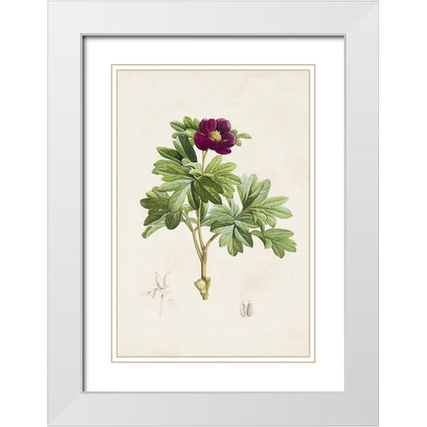 Pretty Pink Botanicals III White Modern Wood Framed Art Print with Double Matting by Unknown