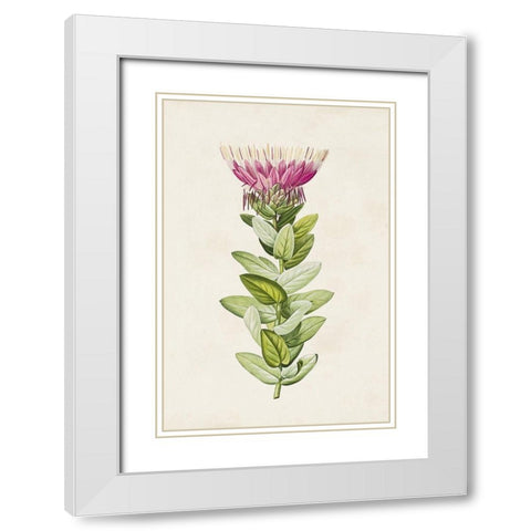 Pretty Pink Botanicals IV White Modern Wood Framed Art Print with Double Matting by Unknown