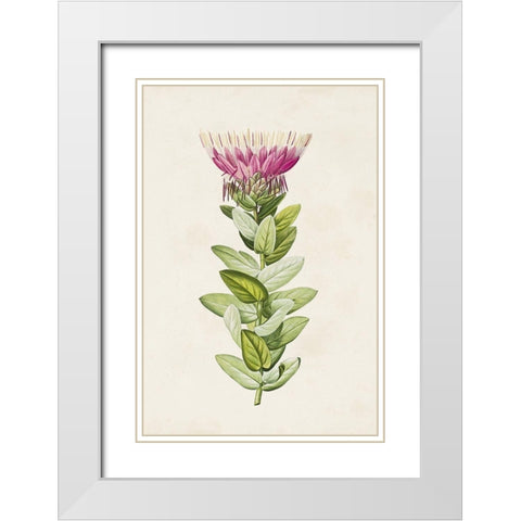 Pretty Pink Botanicals IV White Modern Wood Framed Art Print with Double Matting by Unknown