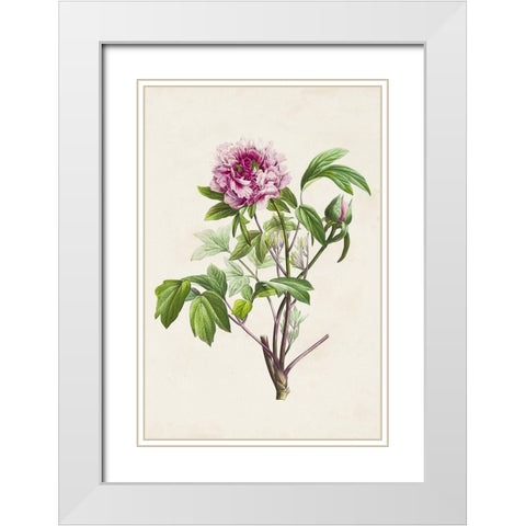 Pretty Pink Botanicals V White Modern Wood Framed Art Print with Double Matting by Unknown