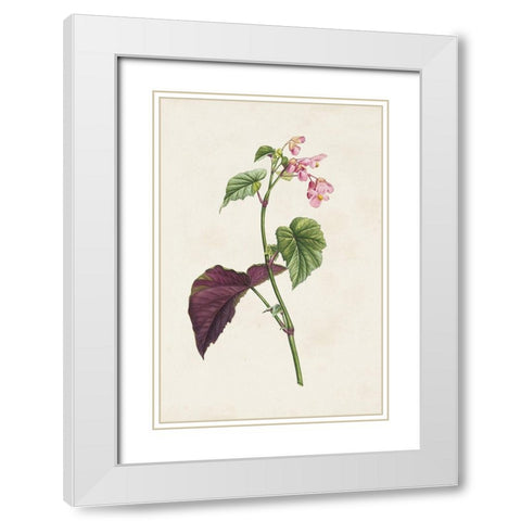Pretty Pink Botanicals VI White Modern Wood Framed Art Print with Double Matting by Unknown
