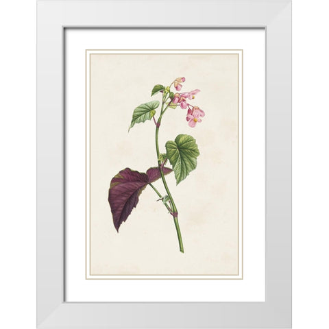 Pretty Pink Botanicals VI White Modern Wood Framed Art Print with Double Matting by Unknown