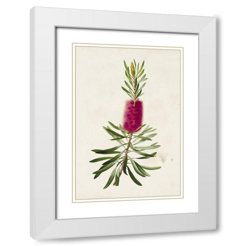 Pretty Pink Botanicals VII White Modern Wood Framed Art Print with Double Matting by Unknown