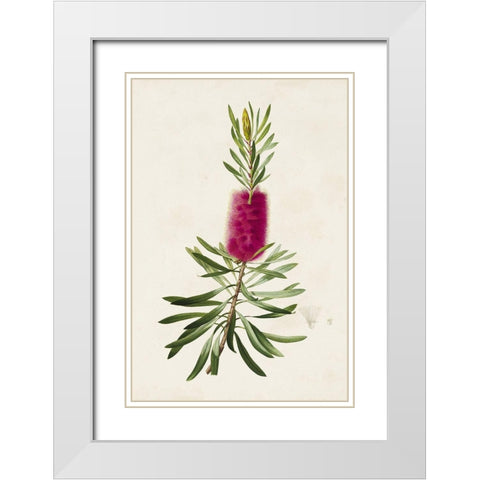Pretty Pink Botanicals VII White Modern Wood Framed Art Print with Double Matting by Unknown
