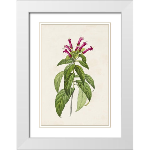 Pretty Pink Botanicals VIII White Modern Wood Framed Art Print with Double Matting by Unknown