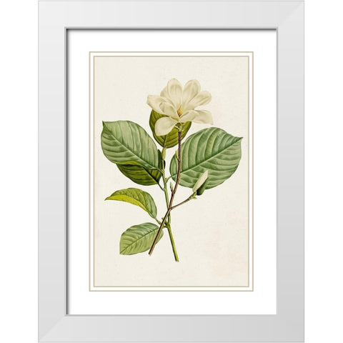 Magnolia Flowers I White Modern Wood Framed Art Print with Double Matting by Unknown