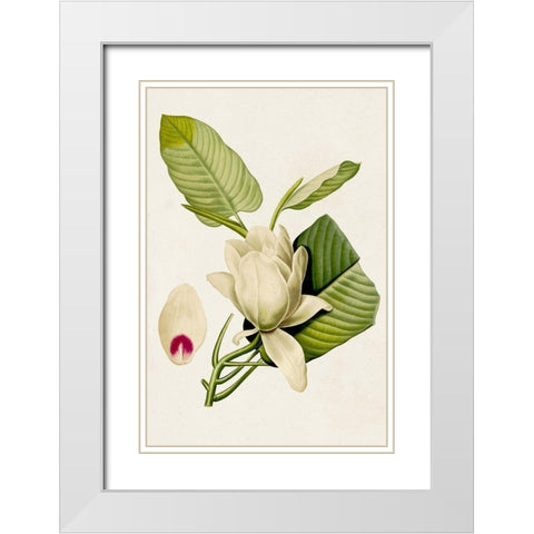 Magnolia Flowers II White Modern Wood Framed Art Print with Double Matting by Unknown