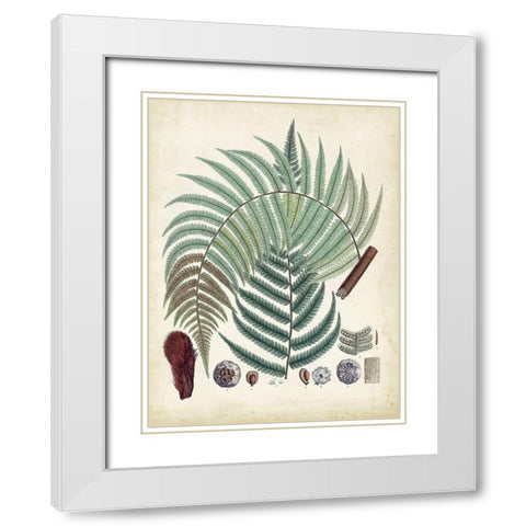 Collected Ferns I White Modern Wood Framed Art Print with Double Matting by Unknown