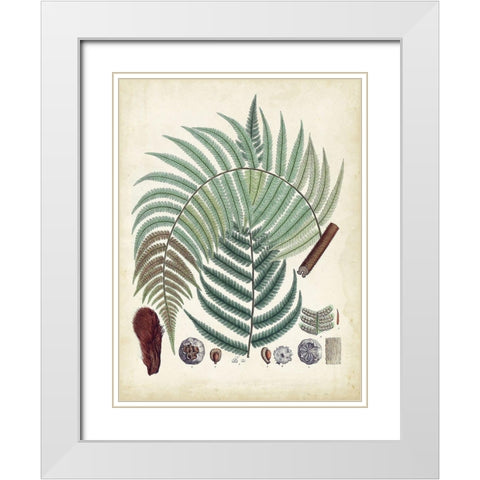 Collected Ferns I White Modern Wood Framed Art Print with Double Matting by Unknown