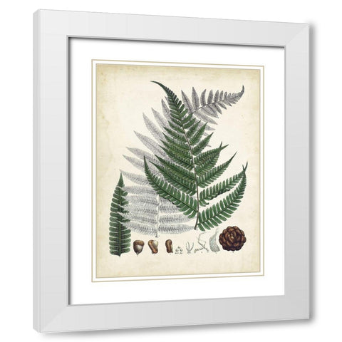 Collected Ferns II White Modern Wood Framed Art Print with Double Matting by Unknown