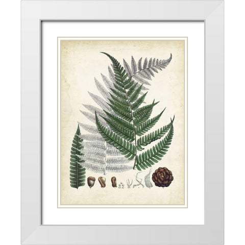 Collected Ferns II White Modern Wood Framed Art Print with Double Matting by Unknown