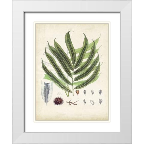 Collected Ferns III White Modern Wood Framed Art Print with Double Matting by Unknown