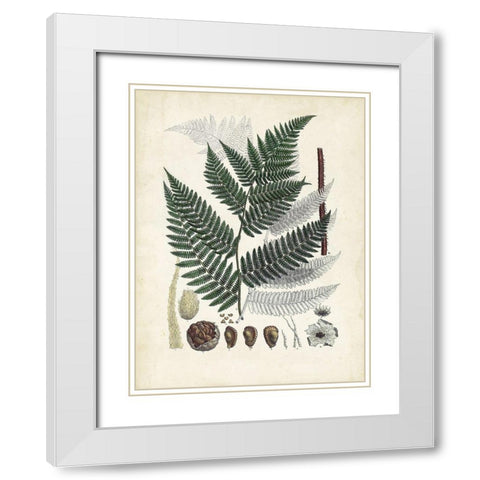 Collected Ferns IV White Modern Wood Framed Art Print with Double Matting by Unknown