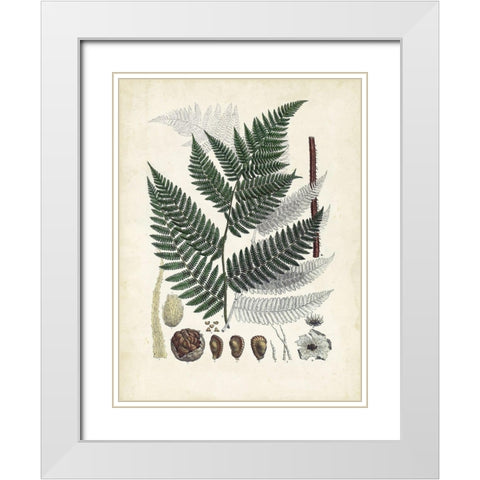 Collected Ferns IV White Modern Wood Framed Art Print with Double Matting by Unknown