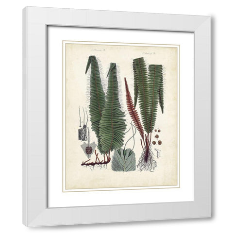 Collected Ferns V White Modern Wood Framed Art Print with Double Matting by Unknown