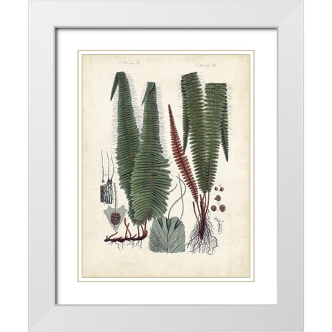 Collected Ferns V White Modern Wood Framed Art Print with Double Matting by Unknown