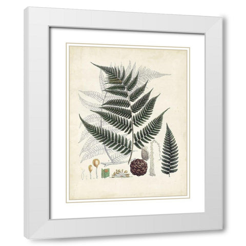 Collected Ferns VI White Modern Wood Framed Art Print with Double Matting by Unknown