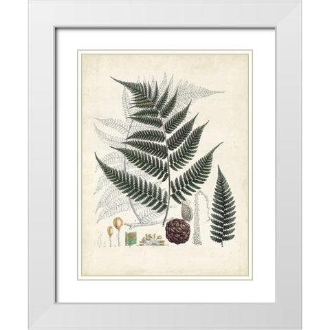 Collected Ferns VI White Modern Wood Framed Art Print with Double Matting by Unknown