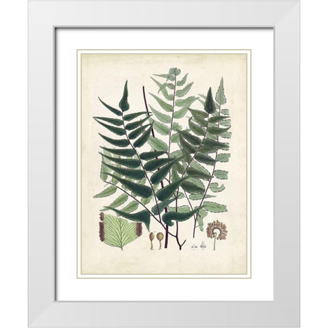 Collected Ferns VII White Modern Wood Framed Art Print with Double Matting by Unknown