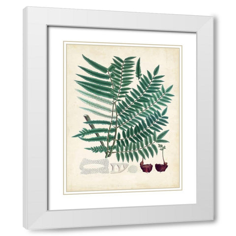Collected Ferns VIII White Modern Wood Framed Art Print with Double Matting by Unknown