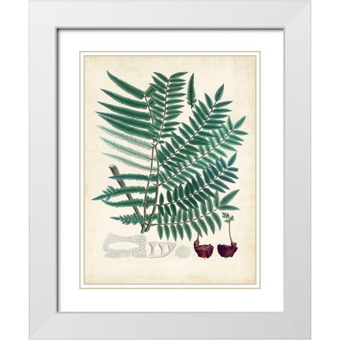 Collected Ferns VIII White Modern Wood Framed Art Print with Double Matting by Unknown
