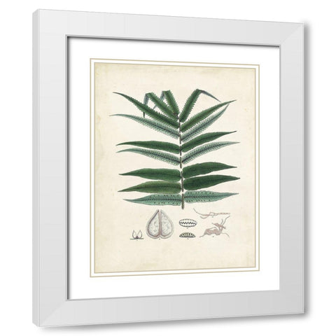Collected Ferns IX White Modern Wood Framed Art Print with Double Matting by Unknown