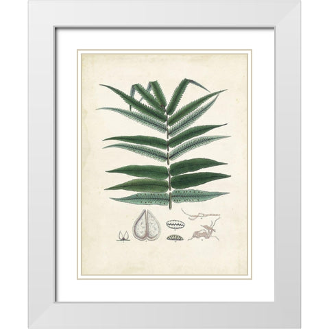 Collected Ferns IX White Modern Wood Framed Art Print with Double Matting by Unknown
