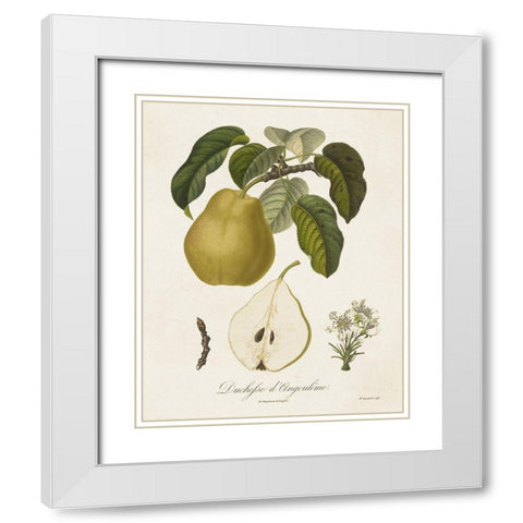 Vintage Pears I White Modern Wood Framed Art Print with Double Matting by de Langlois