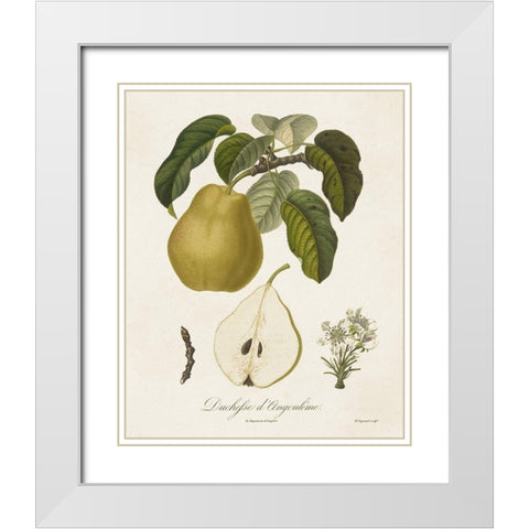 Vintage Pears I White Modern Wood Framed Art Print with Double Matting by de Langlois