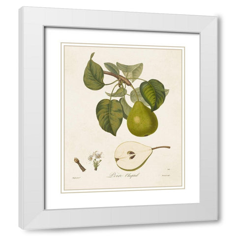Vintage Pears VI White Modern Wood Framed Art Print with Double Matting by de Langlois