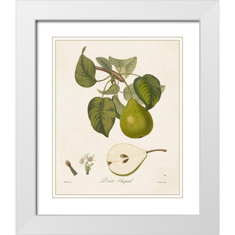 Vintage Pears VI White Modern Wood Framed Art Print with Double Matting by de Langlois