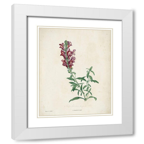 Traditional Botanical I White Modern Wood Framed Art Print with Double Matting by de Langlois