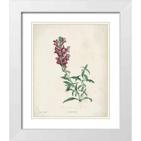 Traditional Botanical I White Modern Wood Framed Art Print with Double Matting by de Langlois