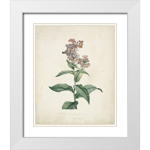 Traditional Botanical II White Modern Wood Framed Art Print with Double Matting by de Langlois