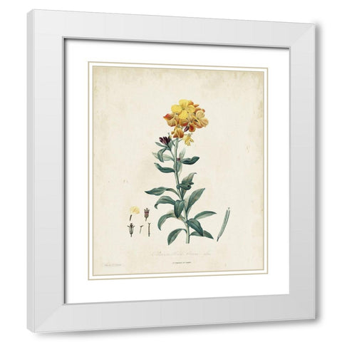 Traditional Botanical III White Modern Wood Framed Art Print with Double Matting by de Langlois