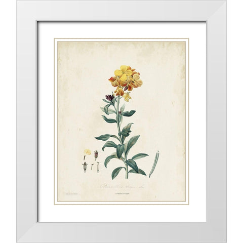 Traditional Botanical III White Modern Wood Framed Art Print with Double Matting by de Langlois