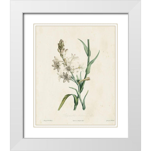 Traditional Botanical IV White Modern Wood Framed Art Print with Double Matting by de Langlois