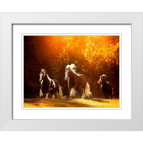Horse Motion V White Modern Wood Framed Art Print with Double Matting by PHBurchett