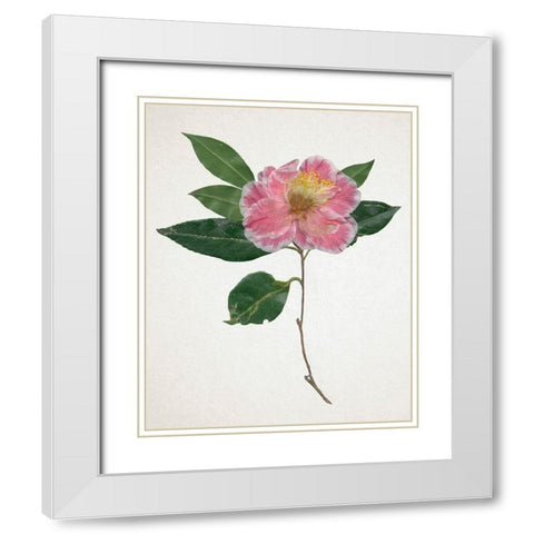 Pressed Camellia I White Modern Wood Framed Art Print with Double Matting by Warren, Annie