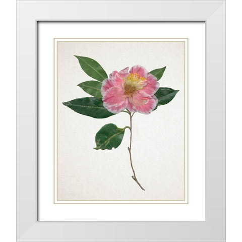 Pressed Camellia I White Modern Wood Framed Art Print with Double Matting by Warren, Annie