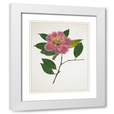 Pressed Camellia II White Modern Wood Framed Art Print with Double Matting by Warren, Annie