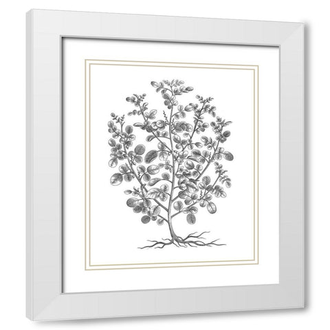 BAndW Plant Specimen I White Modern Wood Framed Art Print with Double Matting by Unknown