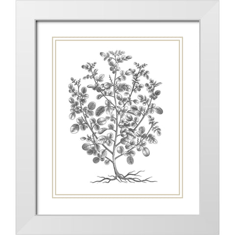 BAndW Plant Specimen I White Modern Wood Framed Art Print with Double Matting by Unknown