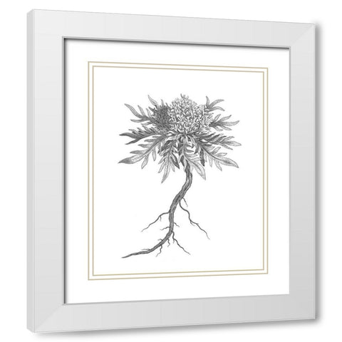 BAndW Plant Specimen III White Modern Wood Framed Art Print with Double Matting by Unknown